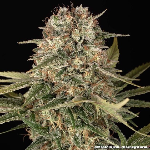 Cannabissamen Master Kush regulär für Indoor und Outdoor
